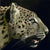 Profile of a Leopard - Marcus Ashley Gallery - Marcus Ashley Gallery