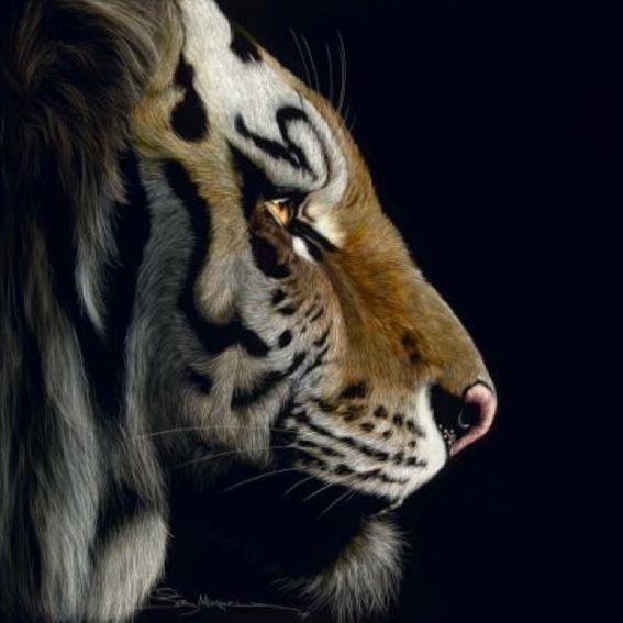 Profile of a Tiger