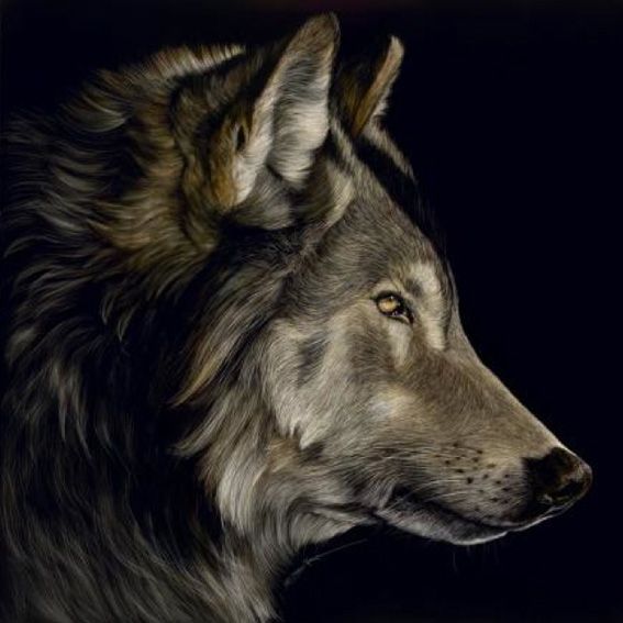 Profile of a Wolf