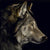 Profile of a Wolf - Marcus Ashley Gallery - Marcus Ashley Gallery