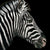 Profile of a Zebra - Marcus Ashley Gallery - Marcus Ashley Gallery