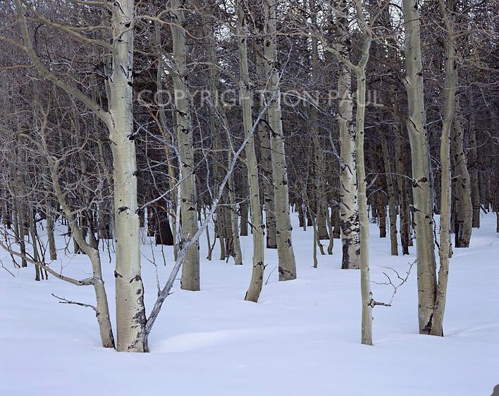 Quiet Aspens and Snow