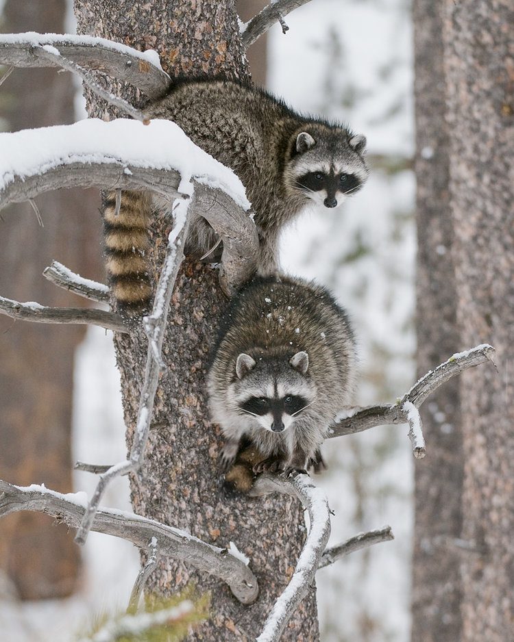 Raccoons in Snowy Pine Lake Tahoe by Jon Paul