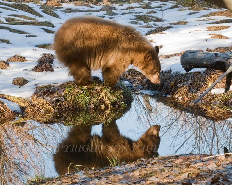 Reflecting Bear