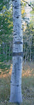 Scratching Post - Marcus Ashley Gallery - Marcus Ashley Gallery