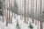 Silent Snowfall - Marcus Ashley Gallery - Marcus Ashley Gallery
