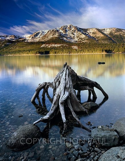 Spider Stump, Fallen Leaf Lake