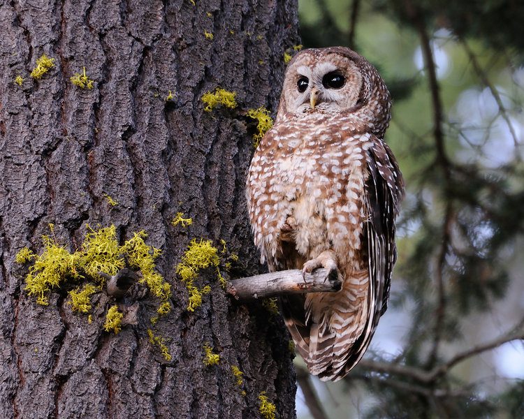 Spotted Owl II by Jon Paul
