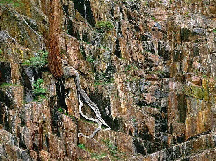 Tree on Cliff