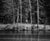Trees on the Merced (Black & White)