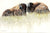 Twilight Time - Marcus Ashley Gallery - Marcus Ashley Gallery