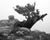 Twisted Juniper in Fog - Marcus Ashley Gallery - Marcus Ashley Gallery