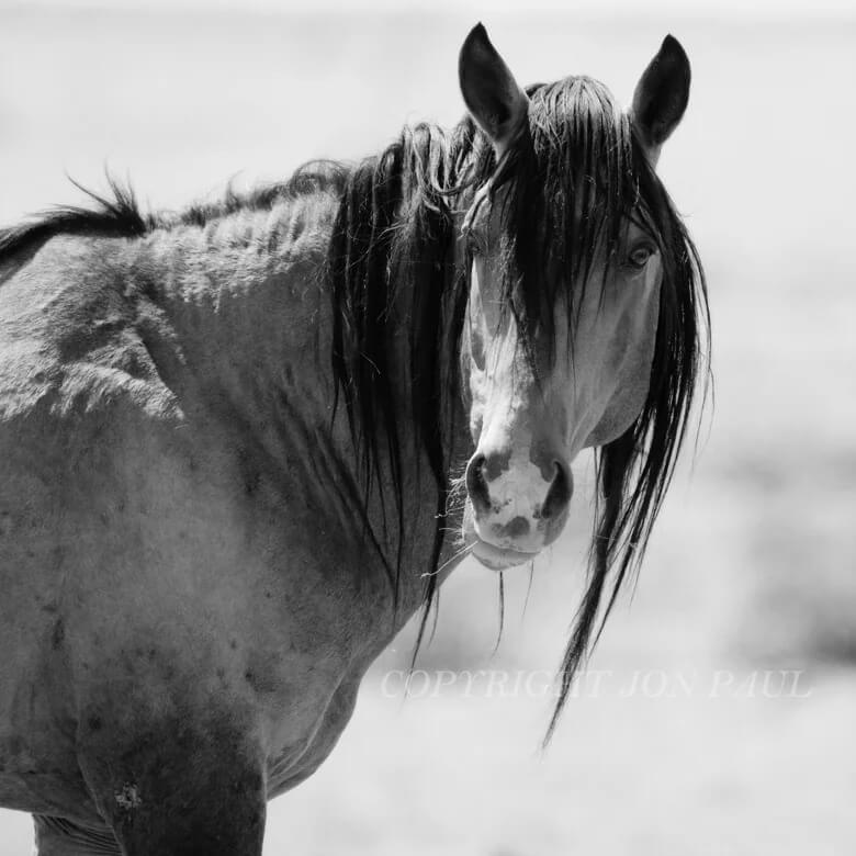 Wild Stallion Portrait