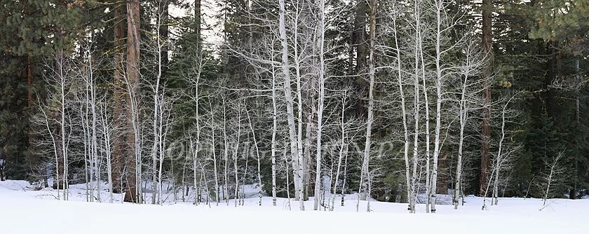 Winter Aspens &amp; Pine Forest