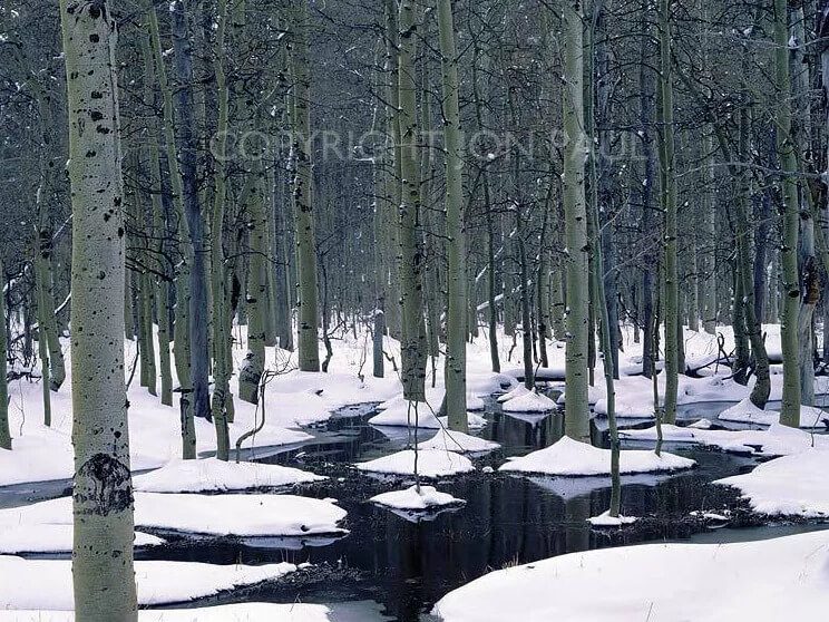 Winter Repose Marcus Ashley Gallery - Main Image