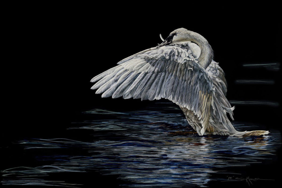 Detailed portrait of a grey swan facing left by Sally Maxwell, called YIN.
