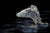 Detailed portrait of a grey swan facing left by Sally Maxwell, called YIN.