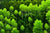 Young Aspen - Marcus Ashley Gallery - Marcus Ashley Gallery