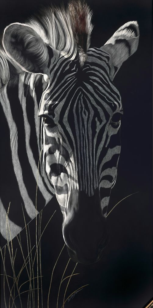 Zebra In The Long Grass