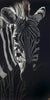 Zebra In The Long Grass - Marcus Ashley Gallery - Marcus Ashley Gallery