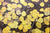 Nobody's Gold - Marcus Ashley Gallery - Marcus Ashley Gallery