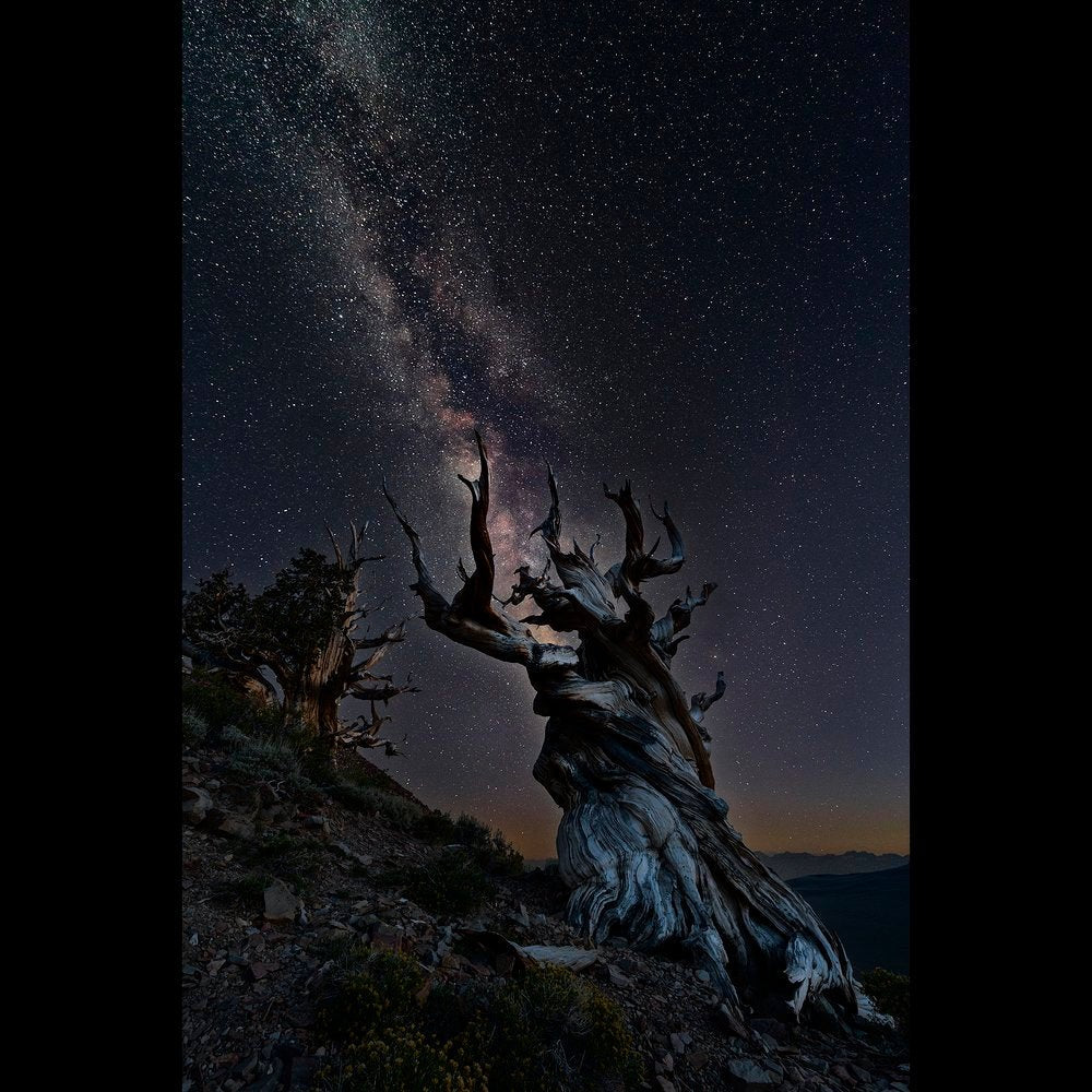 Ancient Bristlecone and Milky Way - Marcus Ashley Gallery