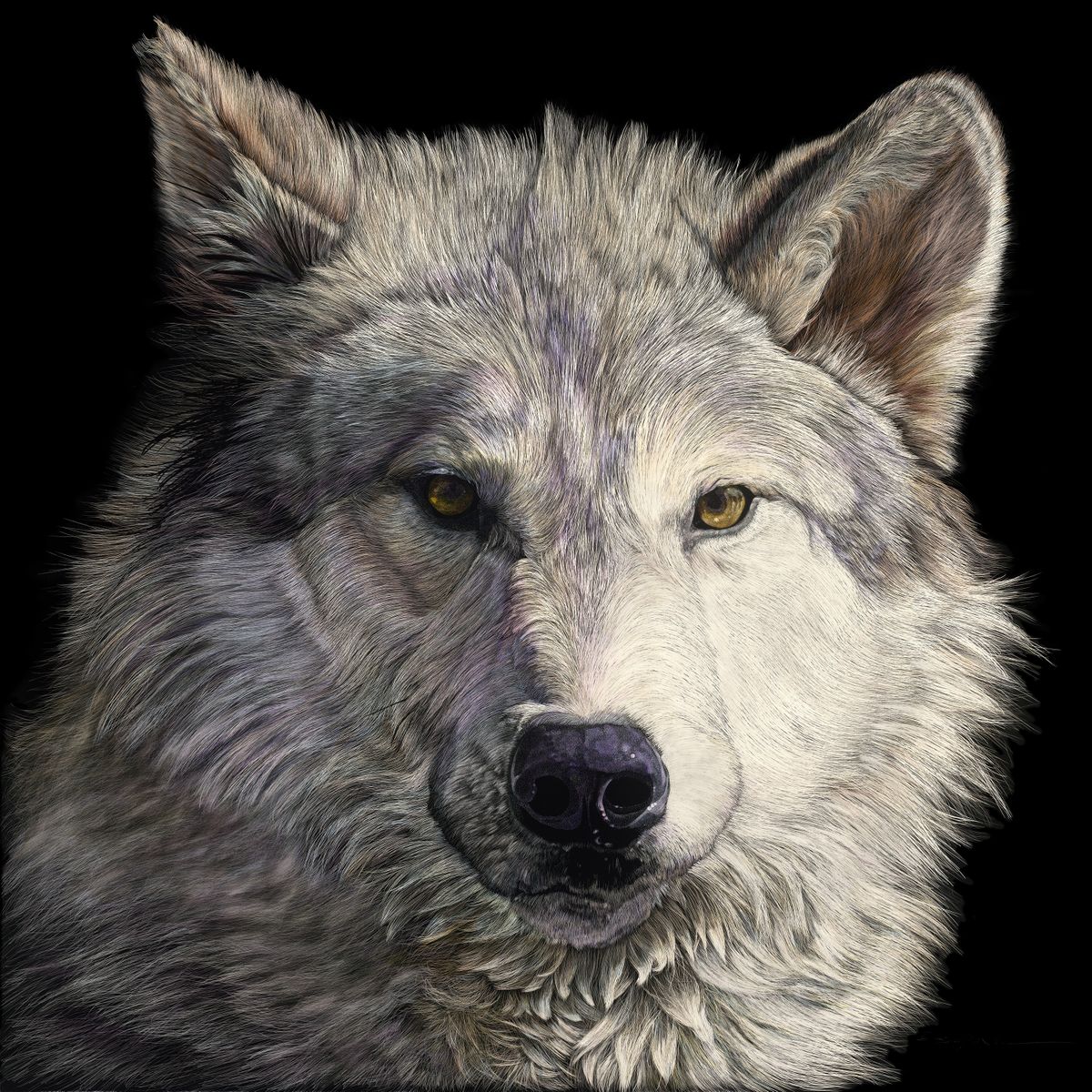 Big Bad Wolf - Marcus Ashley Gallery - Marcus Ashley Gallery