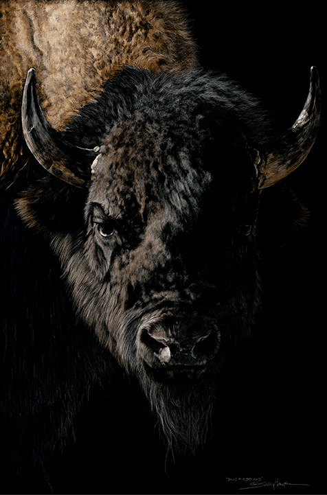 Close-up of a bison’s face with dramatic lighting, highlighting its textured fur and horns against a dark background—an impressive Bills in a Bad Mood Buffalo art print by renowned wildlife artist Sally Maxwell.