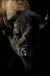Close-up of a bison’s face with dramatic lighting, highlighting its textured fur and horns against a dark background—an impressive Bills in a Bad Mood Buffalo art print by renowned wildlife artist Sally Maxwell.