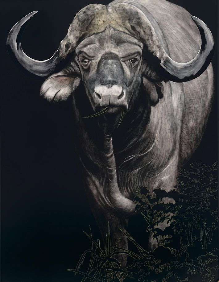 Cape Buffalo