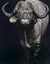 Cape Buffalo