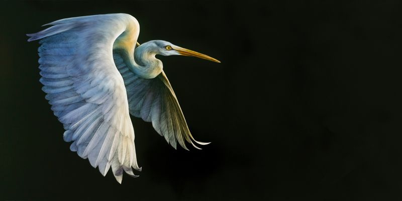 Freedom of Spirit