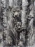Hearts of the Wild - Marcus Ashley Gallery - Marcus Ashley Gallery