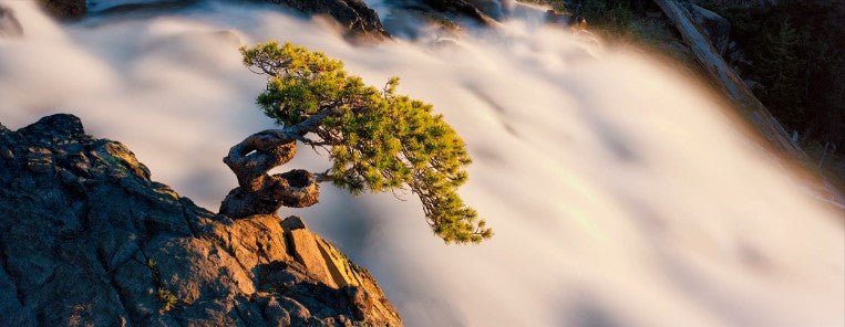 High Sierra Bonsai - Marcus Ashley Gallery - Marcus Ashley Gallery