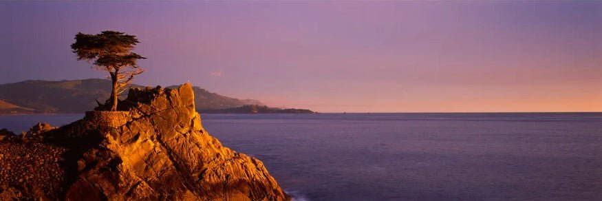 money tree sunset and arroyo grande Lone Cypress Golden Sunset Panorama