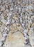 Looking Up - 183995 - Marcus Ashley Gallery - Marcus Ashley Gallery
