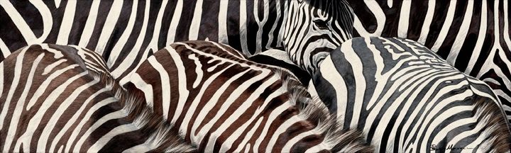 The Eye Has It: A close-up of a tightly grouped zebra herd displaying unique and contrasting stripe patterns, with some featuring brown and black stripes, fills the frame.