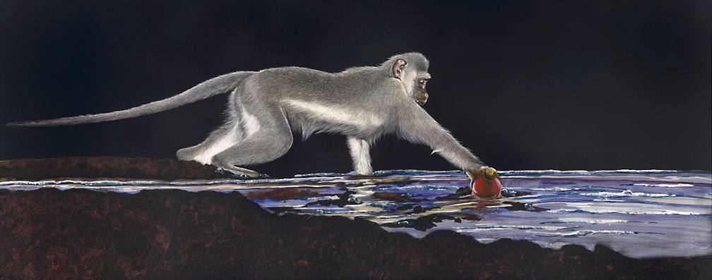 Monkey Finding the Red Ball