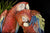 Parrot Heads - Marcus Ashley Gallery - Marcus Ashley Gallery