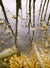 Reflections - Marcus Ashley Gallery - Marcus Ashley Gallery