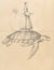 Secret of the Turtle - Marcus Ashley Gallery - Marcus Ashley Gallery