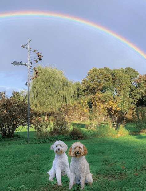 Single Helix Star - Marcus Ashley Gallery - Marcus Ashley Gallery