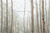 Snow Falling on Aspens - Marcus Ashley Gallery - Marcus Ashley Gallery
