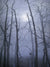 Snow Moon - Marcus Ashley Gallery - Marcus Ashley Gallery