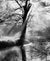 Steaming Tree, Light Rays and Reflections - Marcus Ashley Gallery - Marcus Ashley Gallery