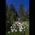 Vikingsholm and Flowers Moonlit - Marcus Ashley Gallery