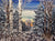 Winter Birch - 193263 - Marcus Ashley Gallery - Marcus Ashley Gallery