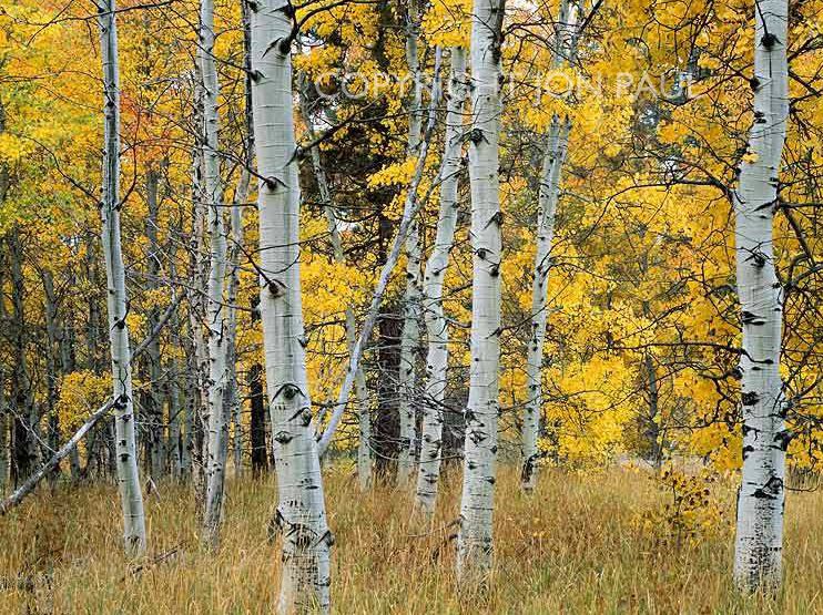 Photograph of yellow aspen trees entitled Yellow Aspen, Tahoe Fall by Jon Paul.